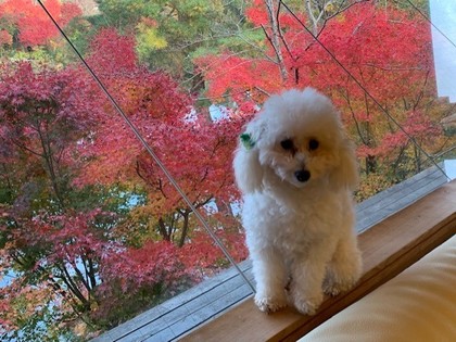 紅葉 ふくちゃん.jpg