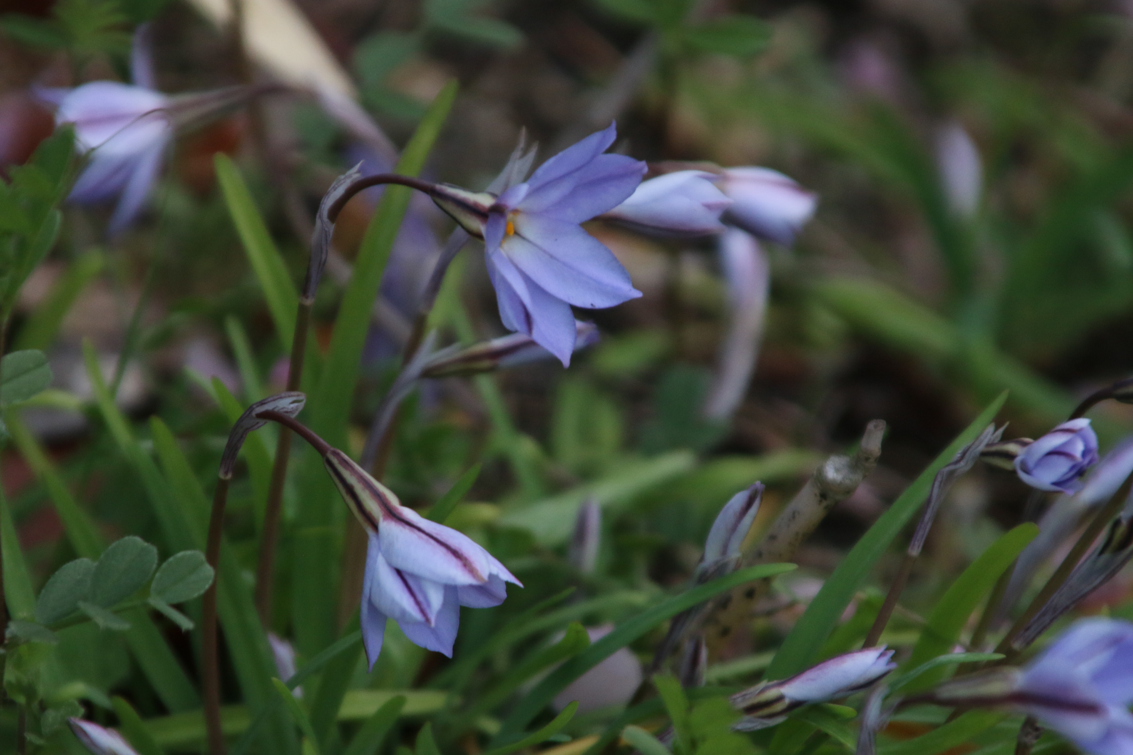 いろんなお花が咲き始めました。: 木の家 『自然と人 心地よい