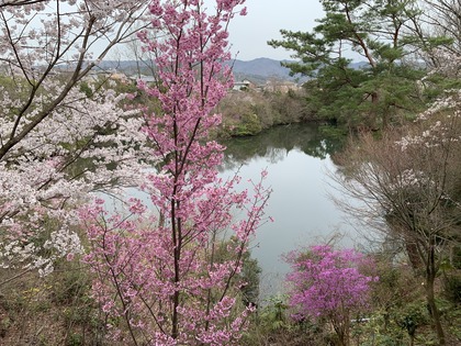 kurasi.jpg